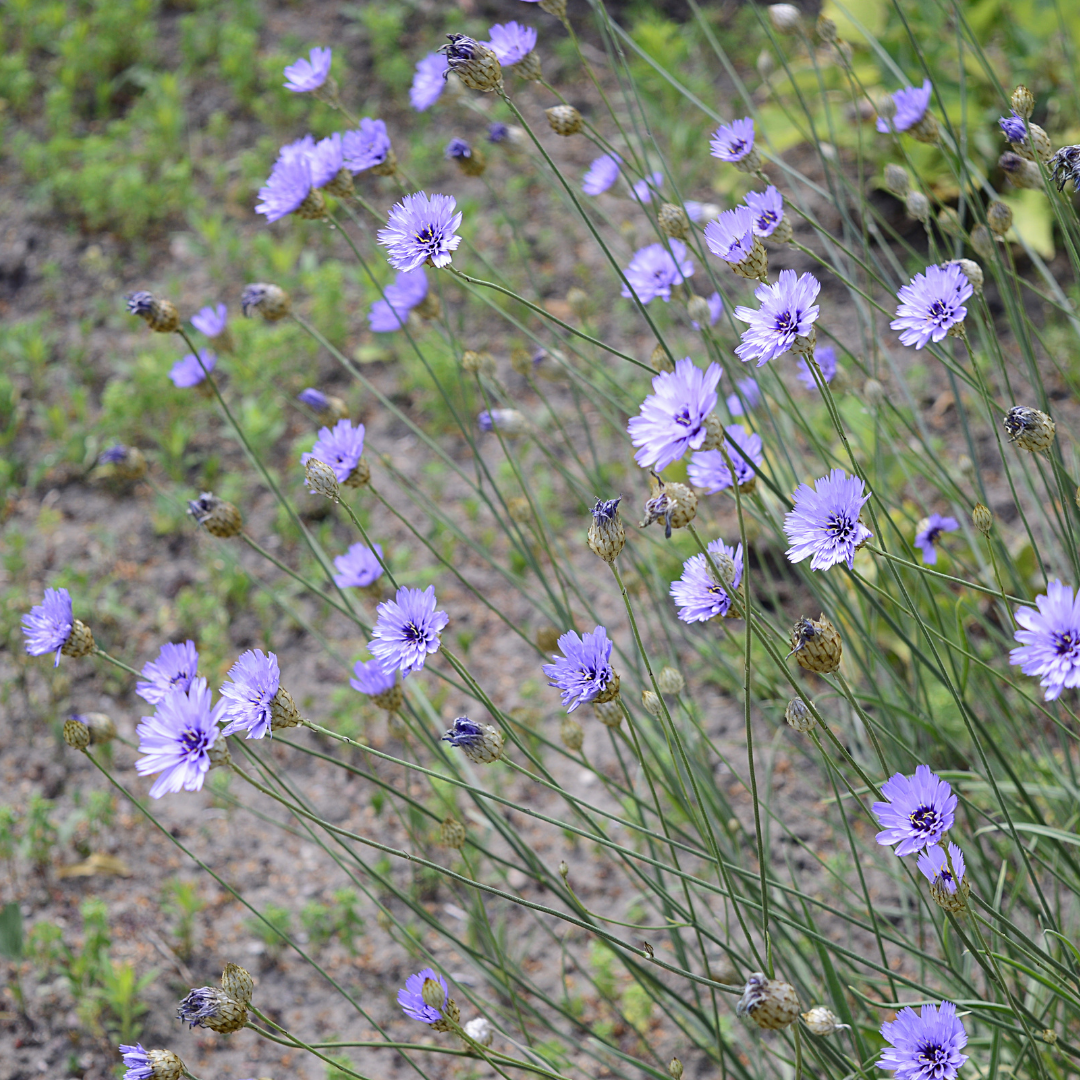 Blå Gräsfibbla - Lavender Blue - 3