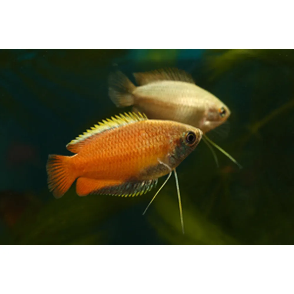 Honungsgurami (Trichogaster chuna)