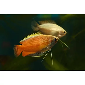 Honungsgurami (Trichogaster chuna)