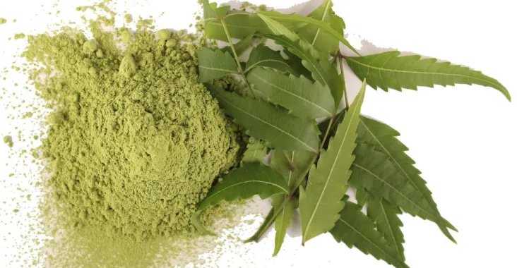 Neem - Azadirachta Indica