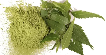 Neem – Azadirachta Indica