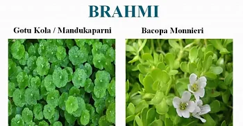 Brahmi – Bacopa Monnieri eller Centella Asiatica?
