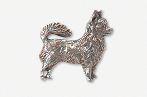 Pin Chihuahua, långhårig