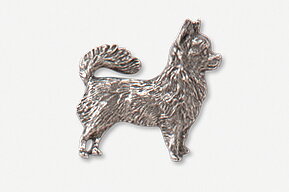 Pin Chihuahua, långhårig