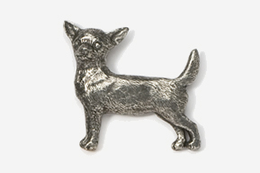 Pin Chihuahua, korthårig