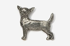 Pin Chihuahua, korthårig