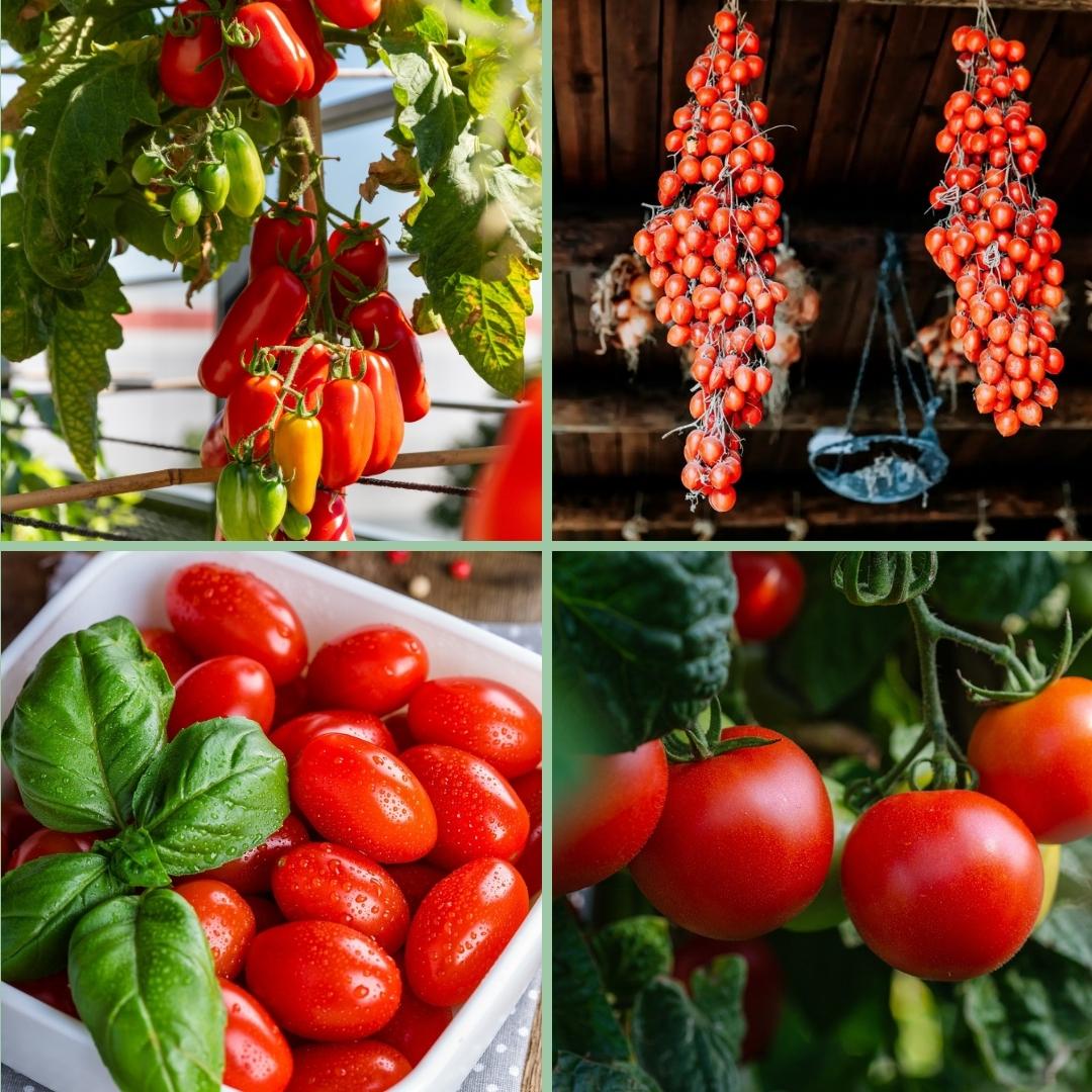 Tomatpaket - Fyra sorters småtomater