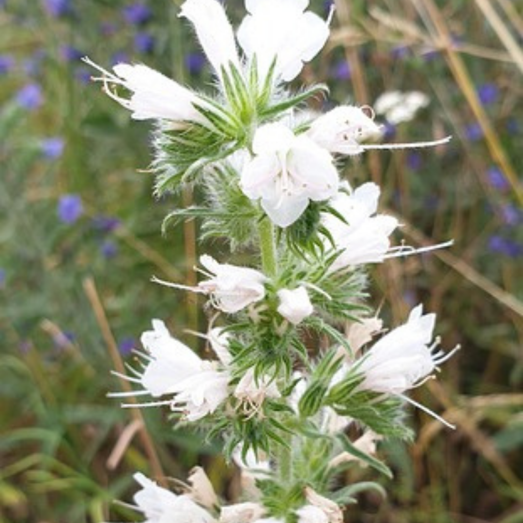 Blå Snokört - White