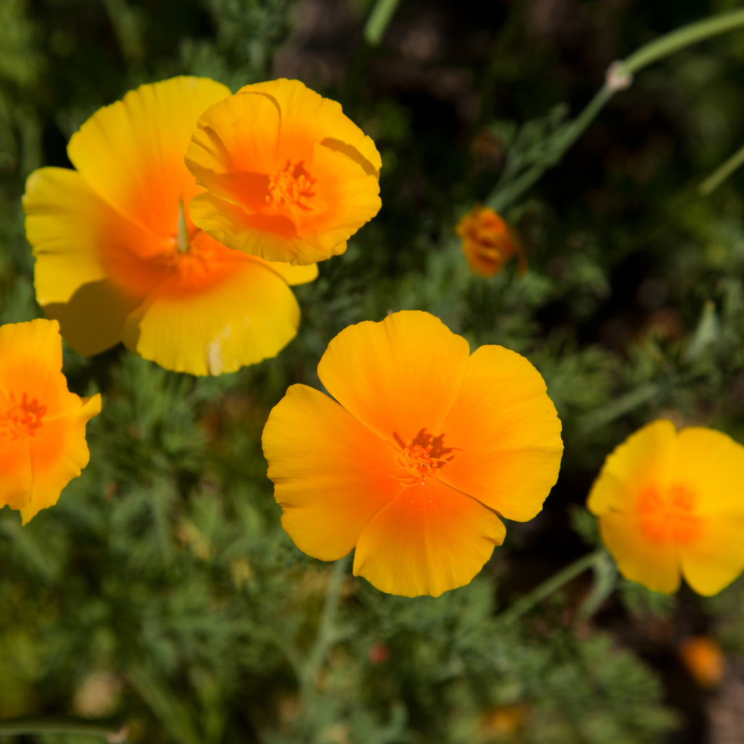 Sömntuta - Golden West