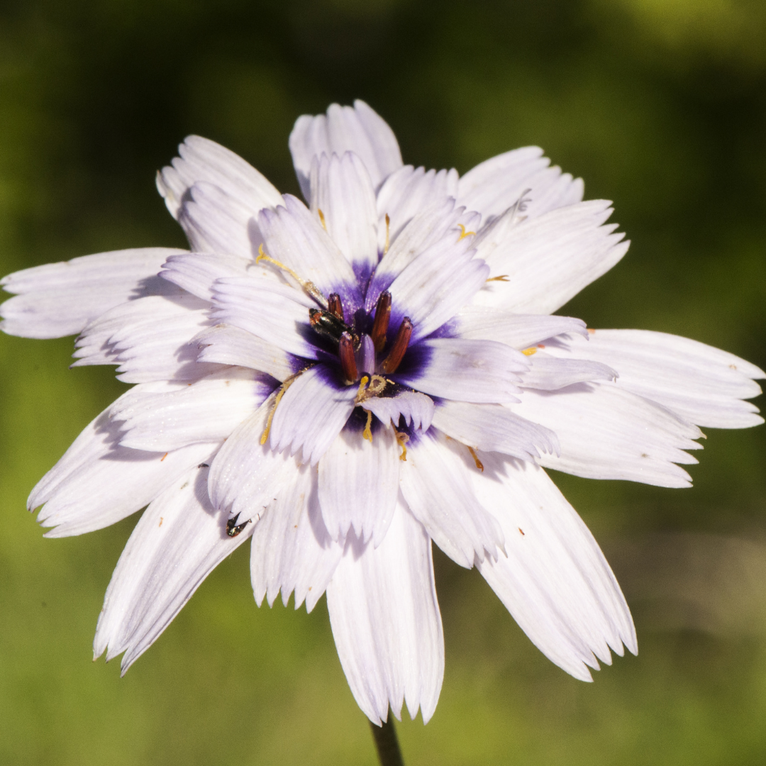 Vit Gräsfibbla - Alba