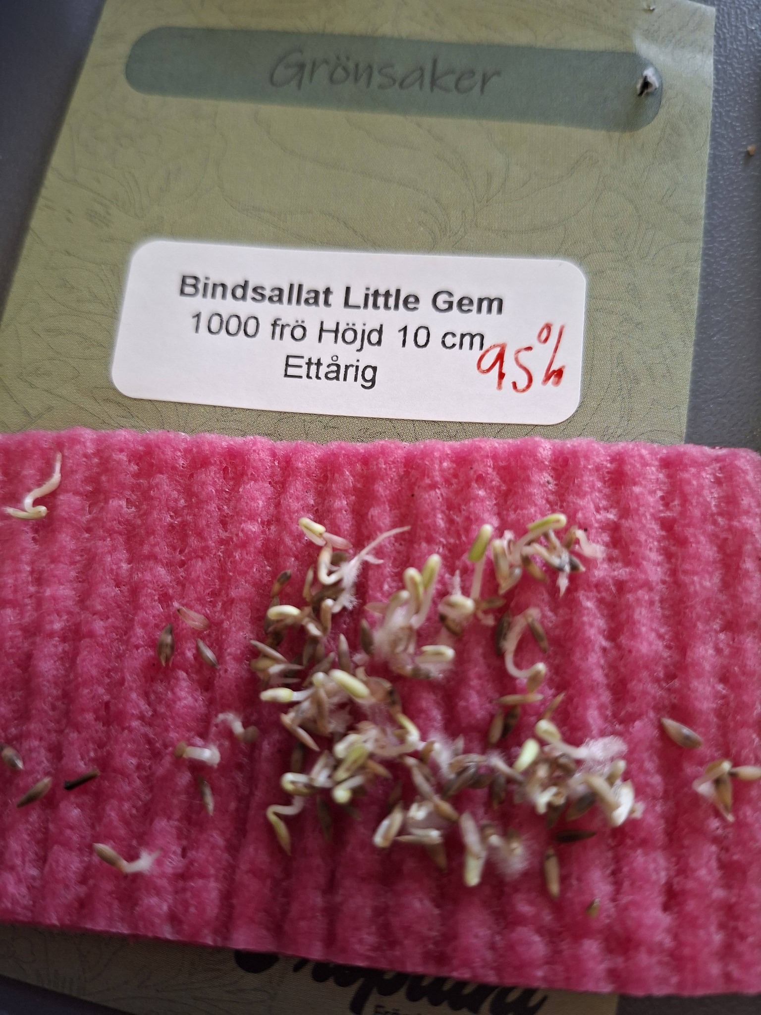 Bindsallat (minisallat) Little gem " 1000 frö - 3