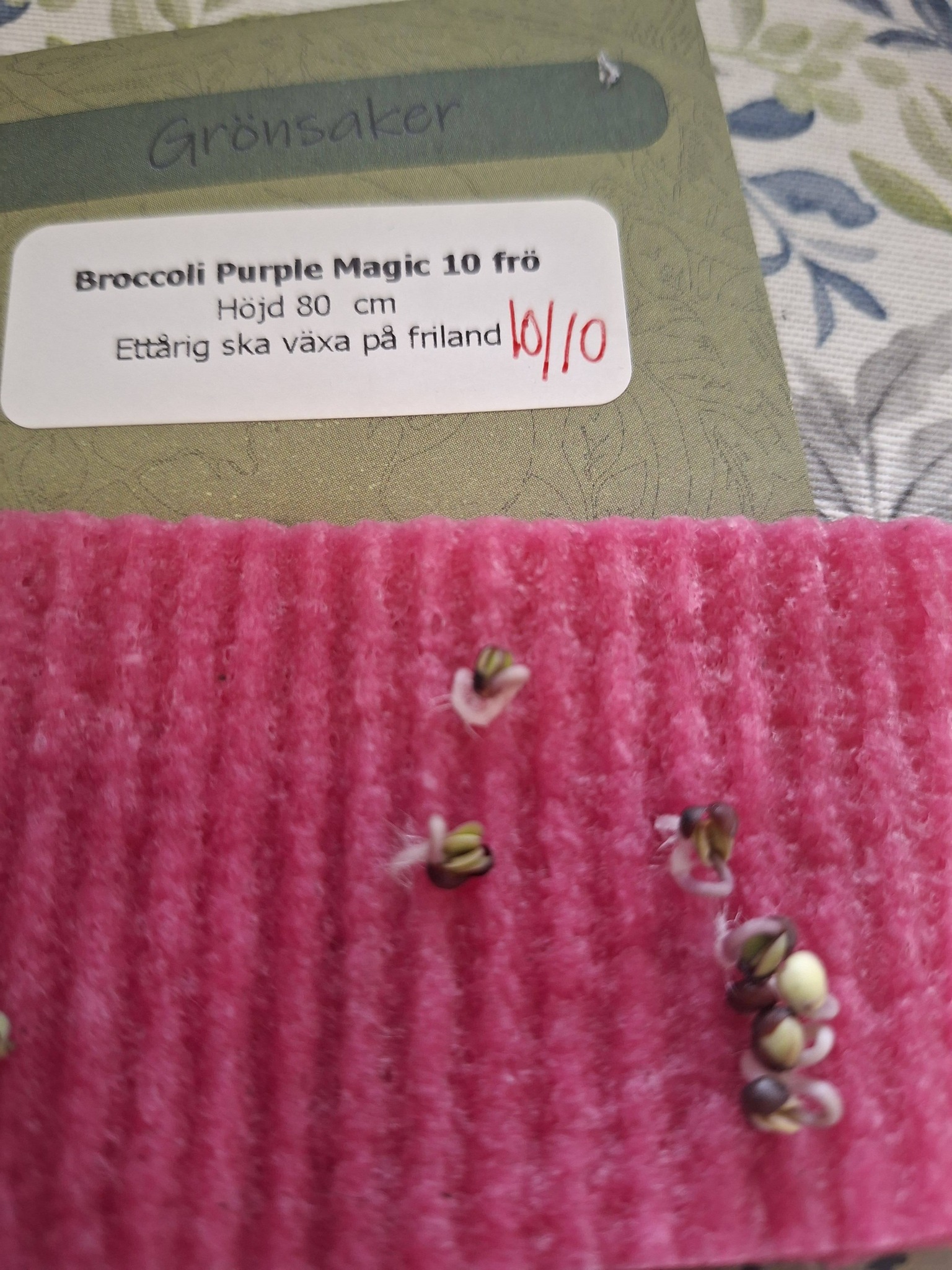 Broccoli Purple Magic F1 10 frön - 2