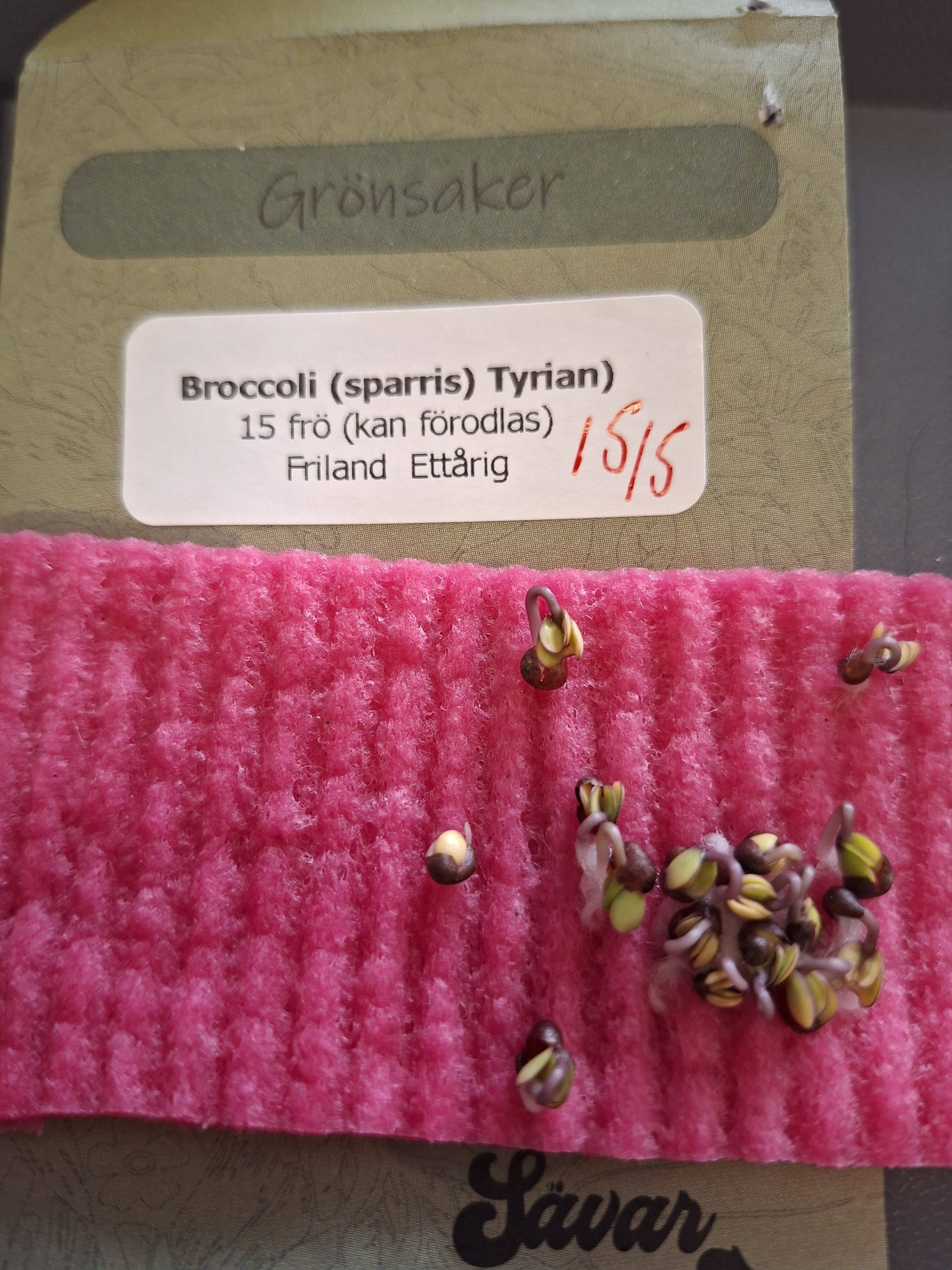 Broccoli (sparris) Tyrian F1 15 frön - 2