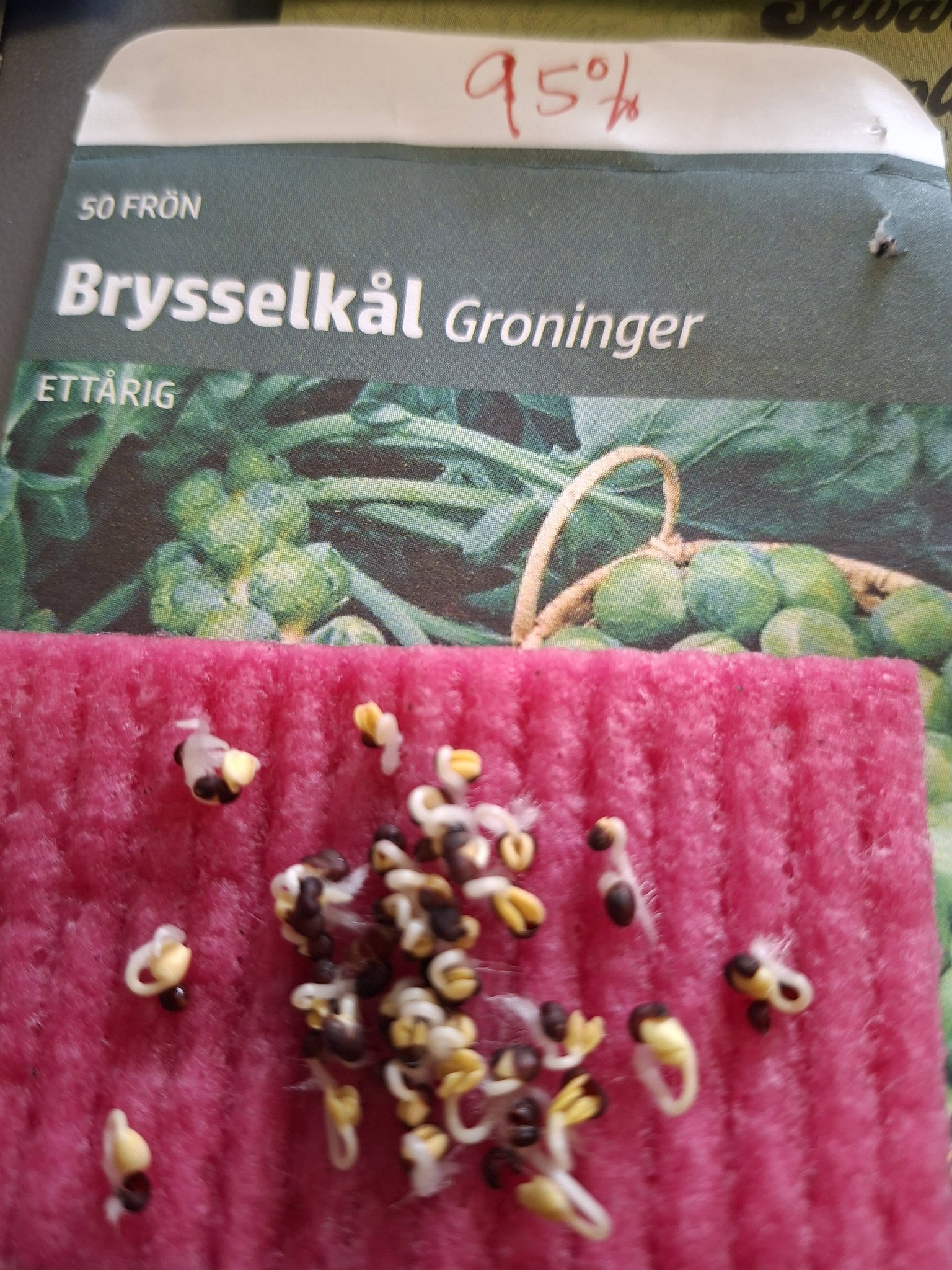 Brysselkål "Groninger" 50 frön - 2