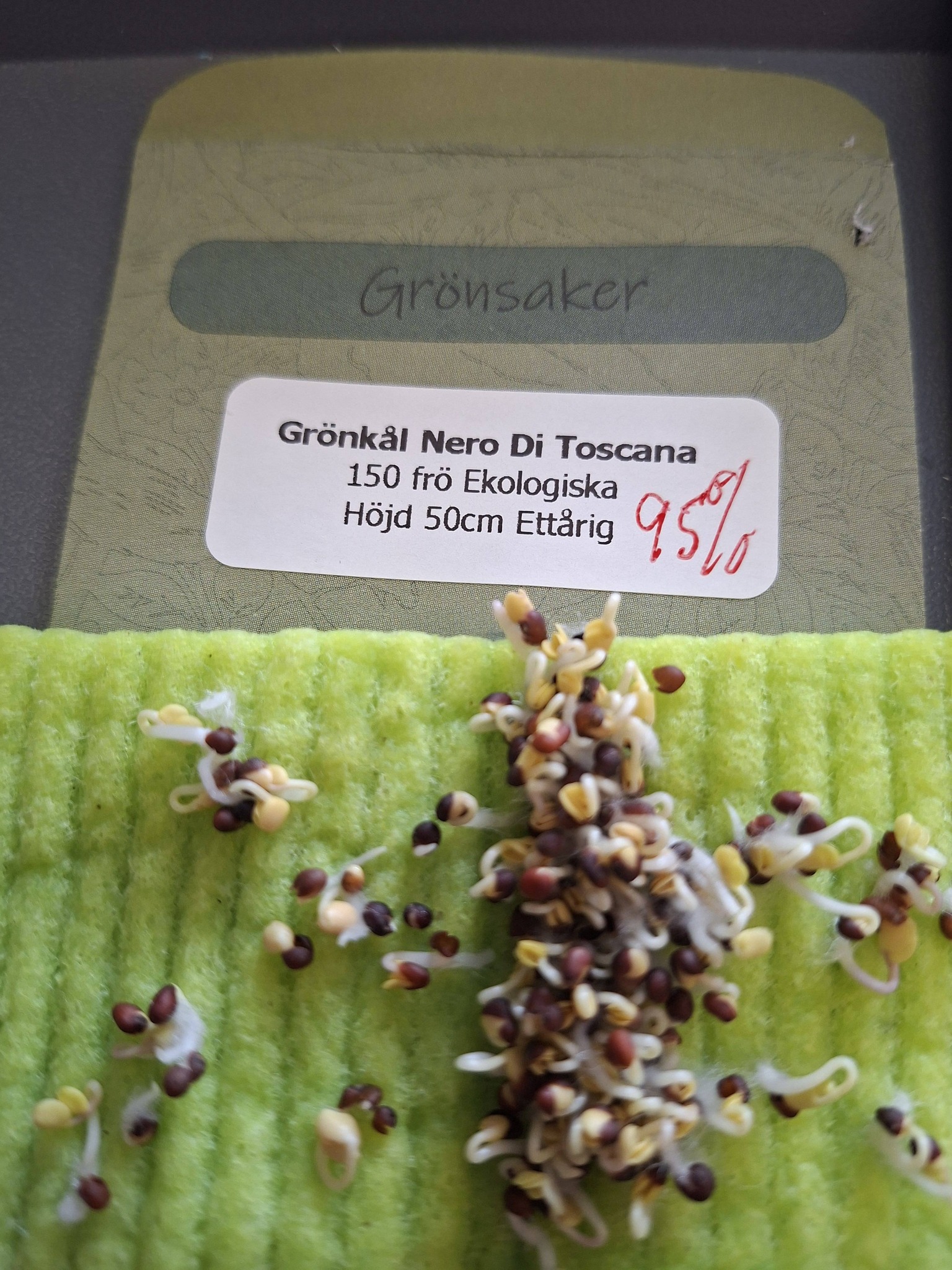 Grönkål /svartkålNero Di Toscana 150 frö Ekologisk! - 2