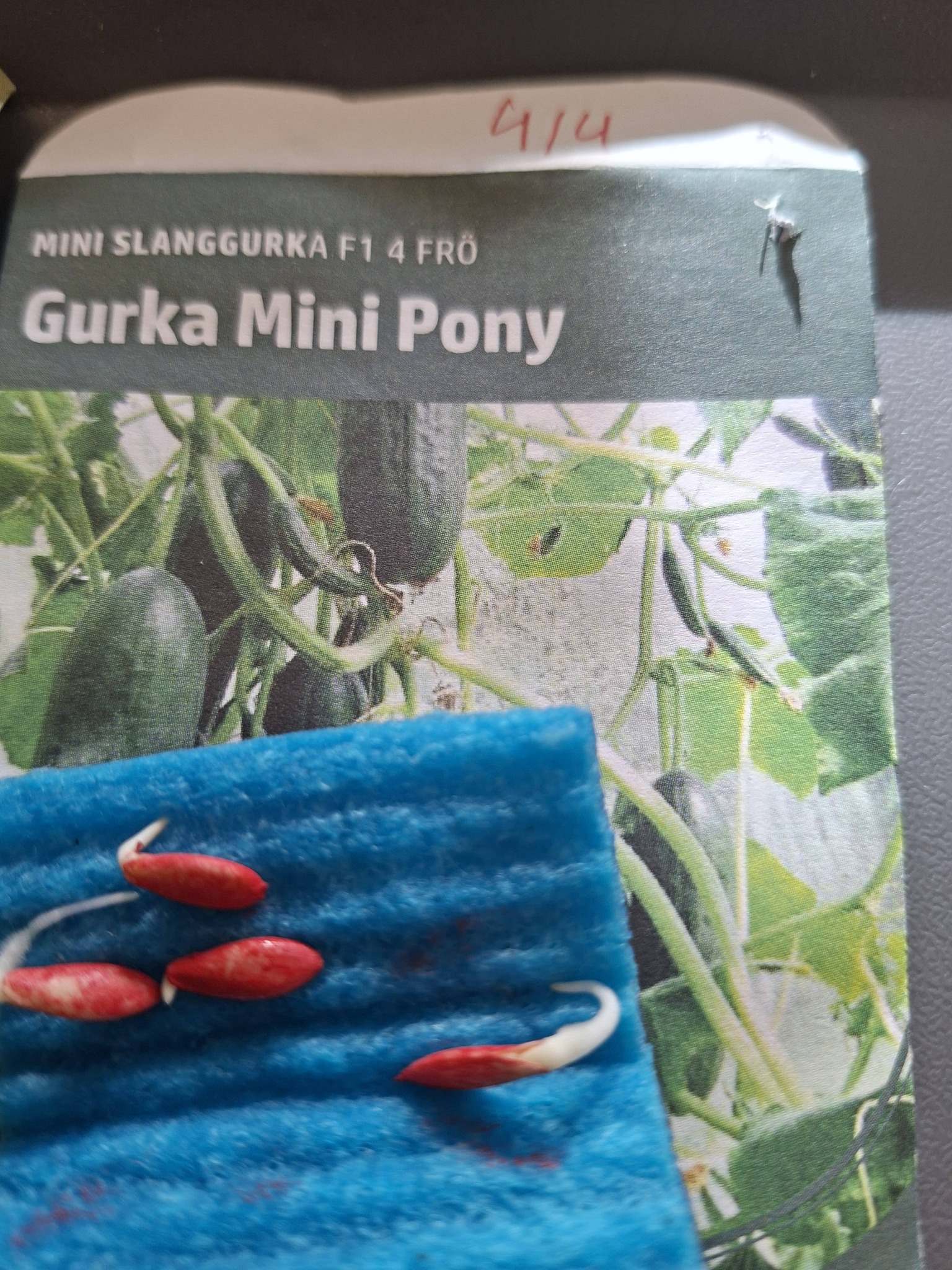 Gurka F1 Mini Pony 4 frö  - 2