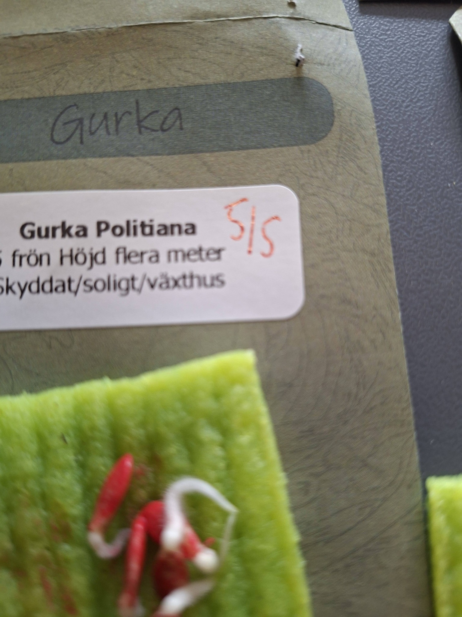 Gurka Politana  F1 (slanggurka) 5 frön - 2