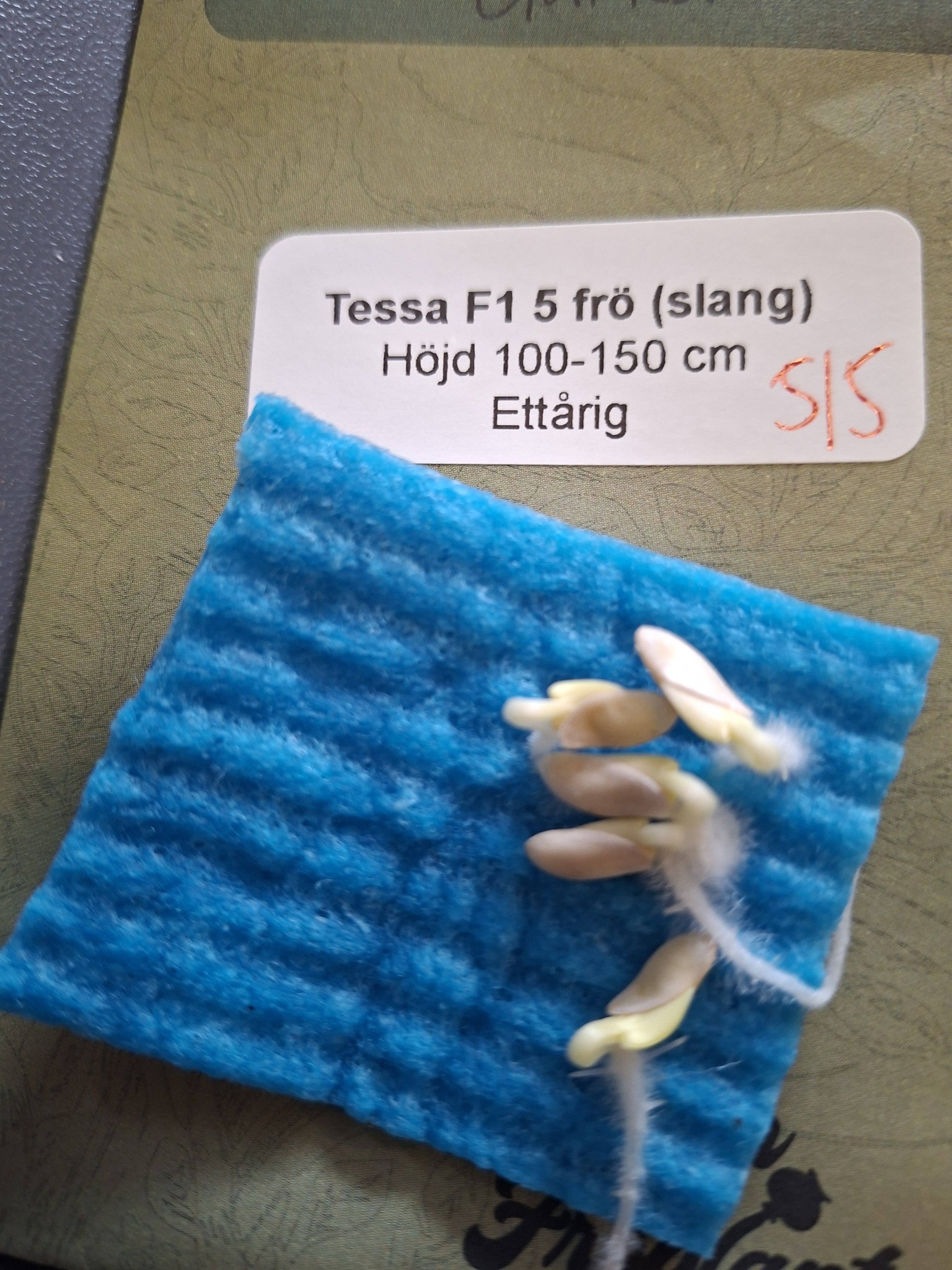 Gurka F1 Tessa  5  frö - 2