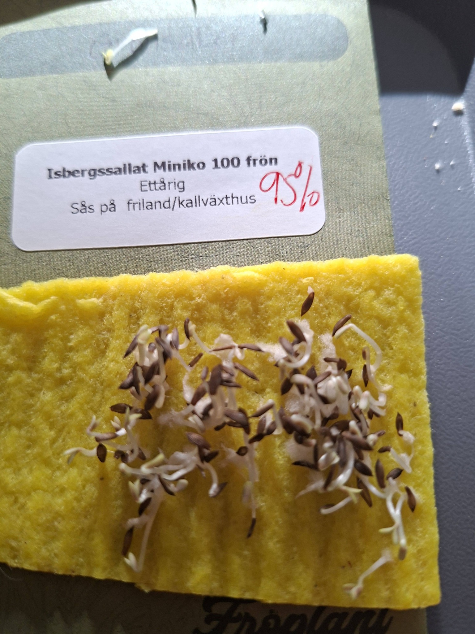 Isbergssallat Miniko  100 frö - 2