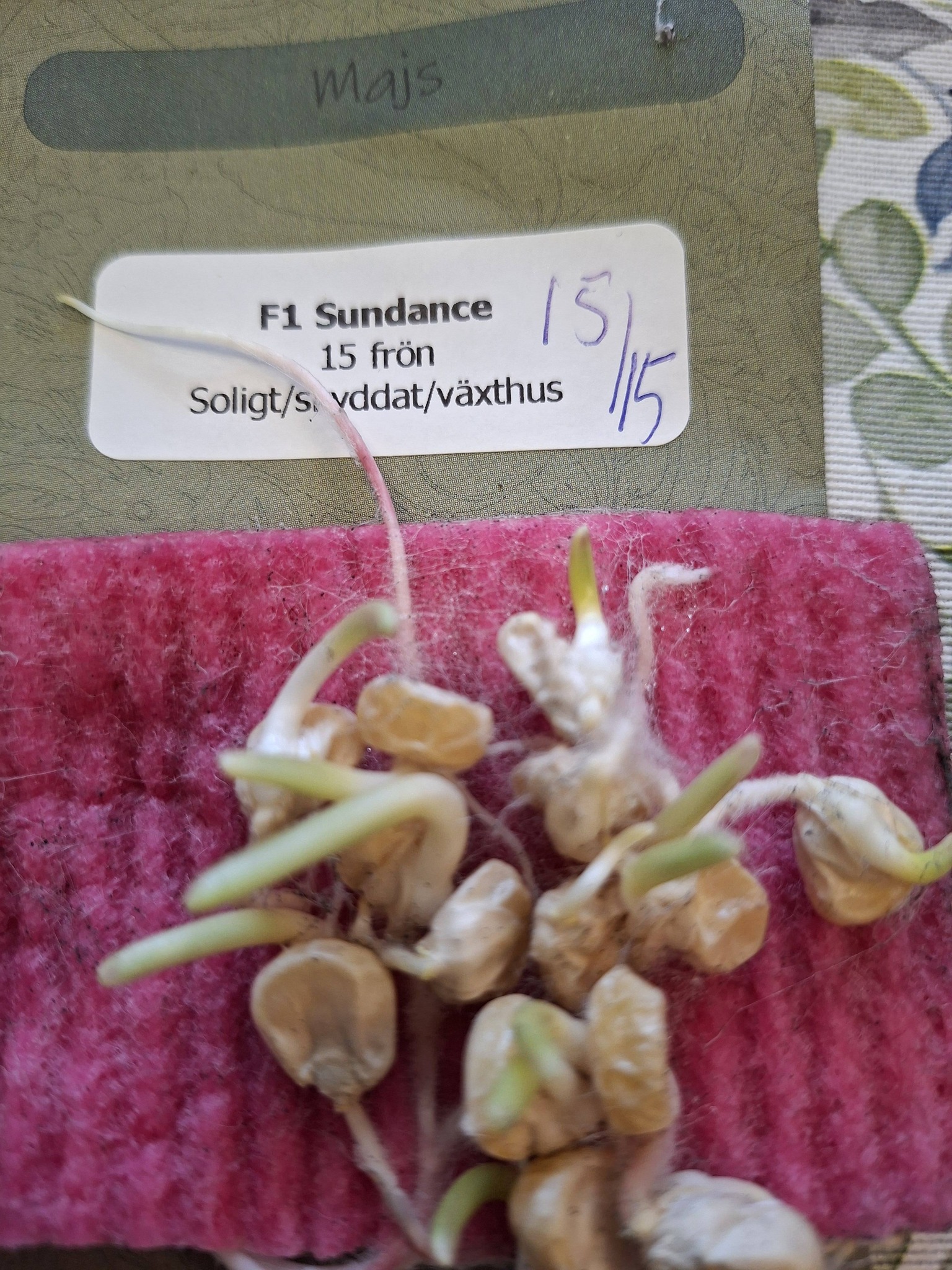 Sävar fröplant - Majs Sundance 15 frö