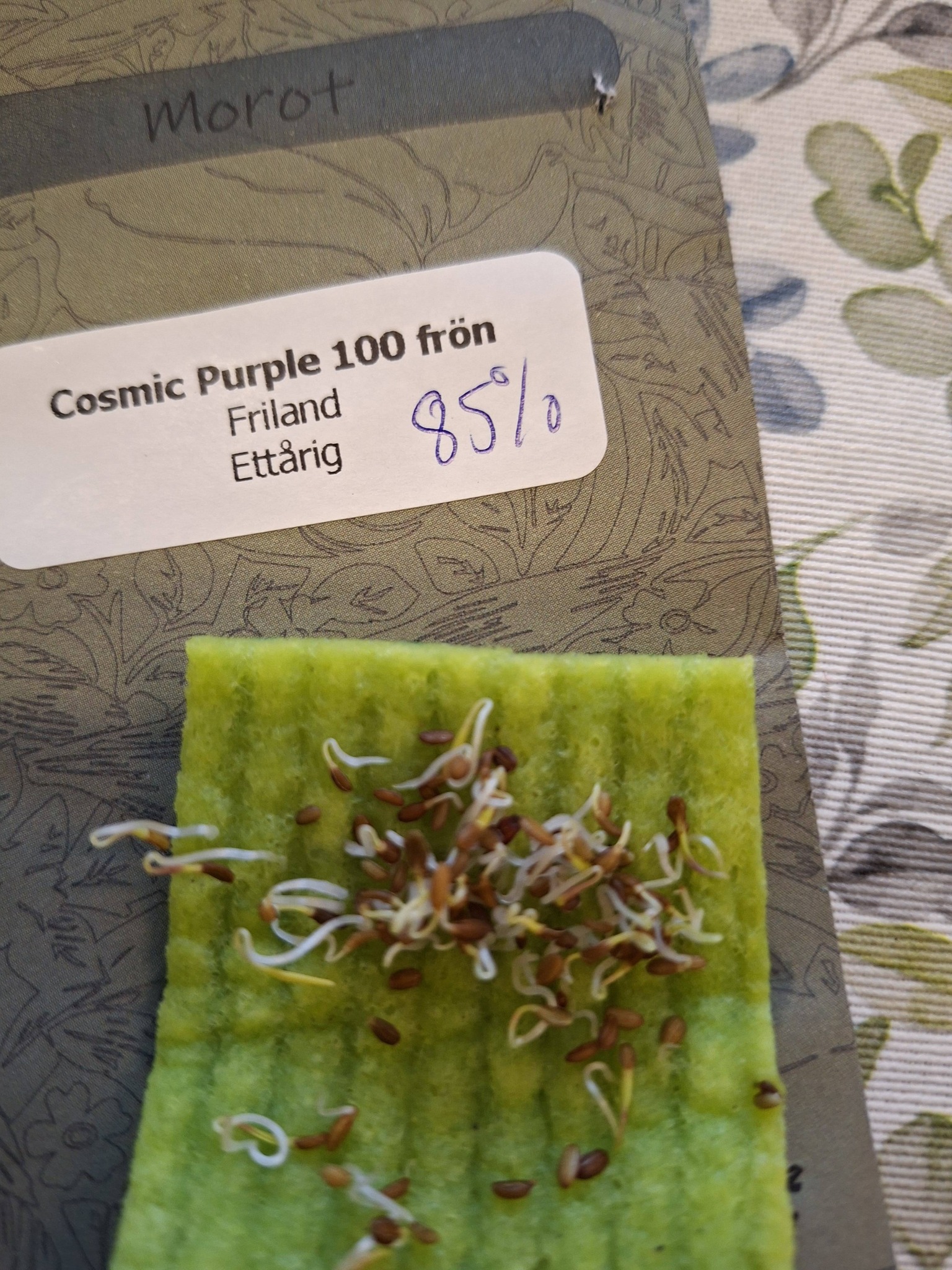 Morot Cosmic Purple  100 frö - 2