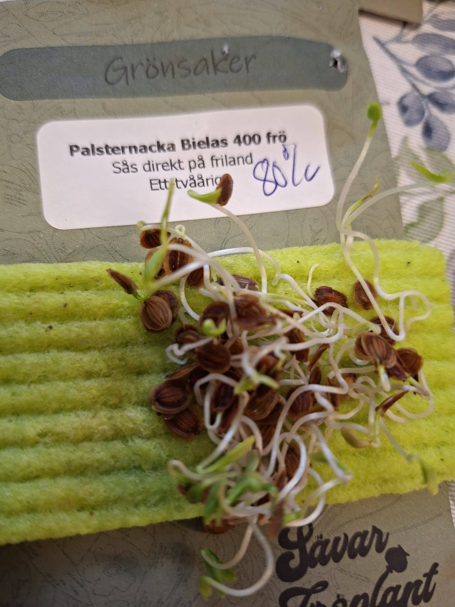 Palsternacka Bielas 400 frö - 2