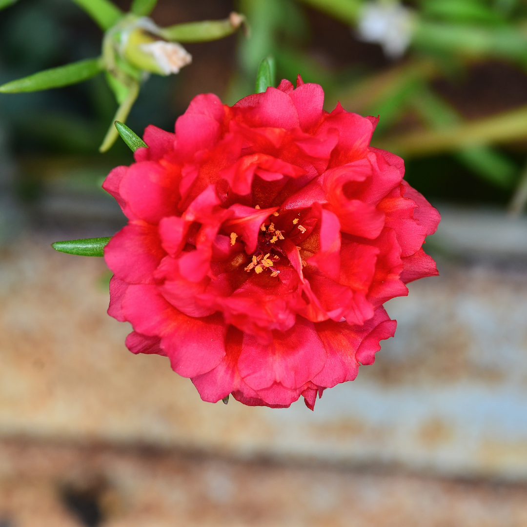 Praktportlak - Honey Bee Double Red