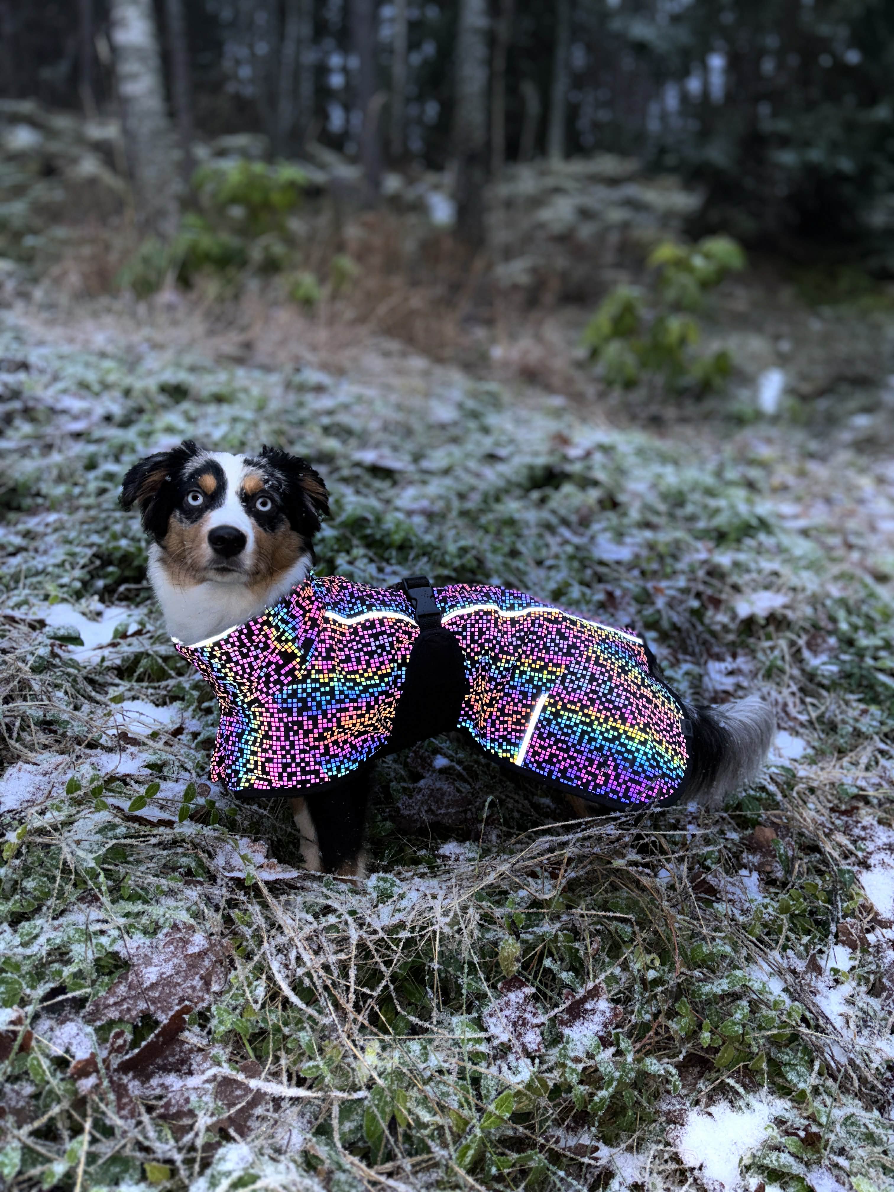 Trixie Limoux regntäcke för hund helt i reflex!