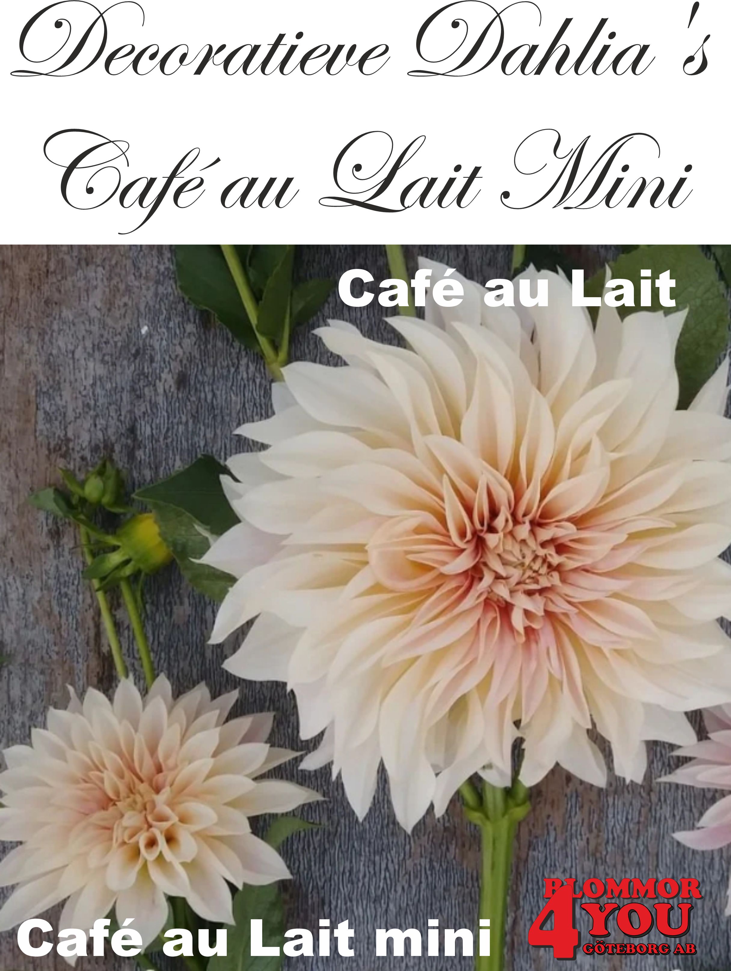 Dahlia Cafe au Lait Mini