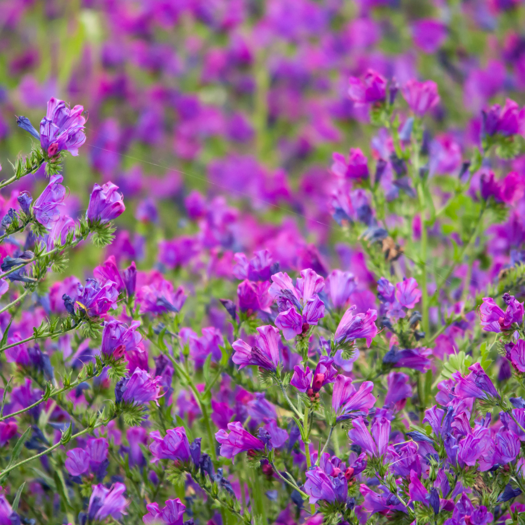 Blå Snokört - Rose