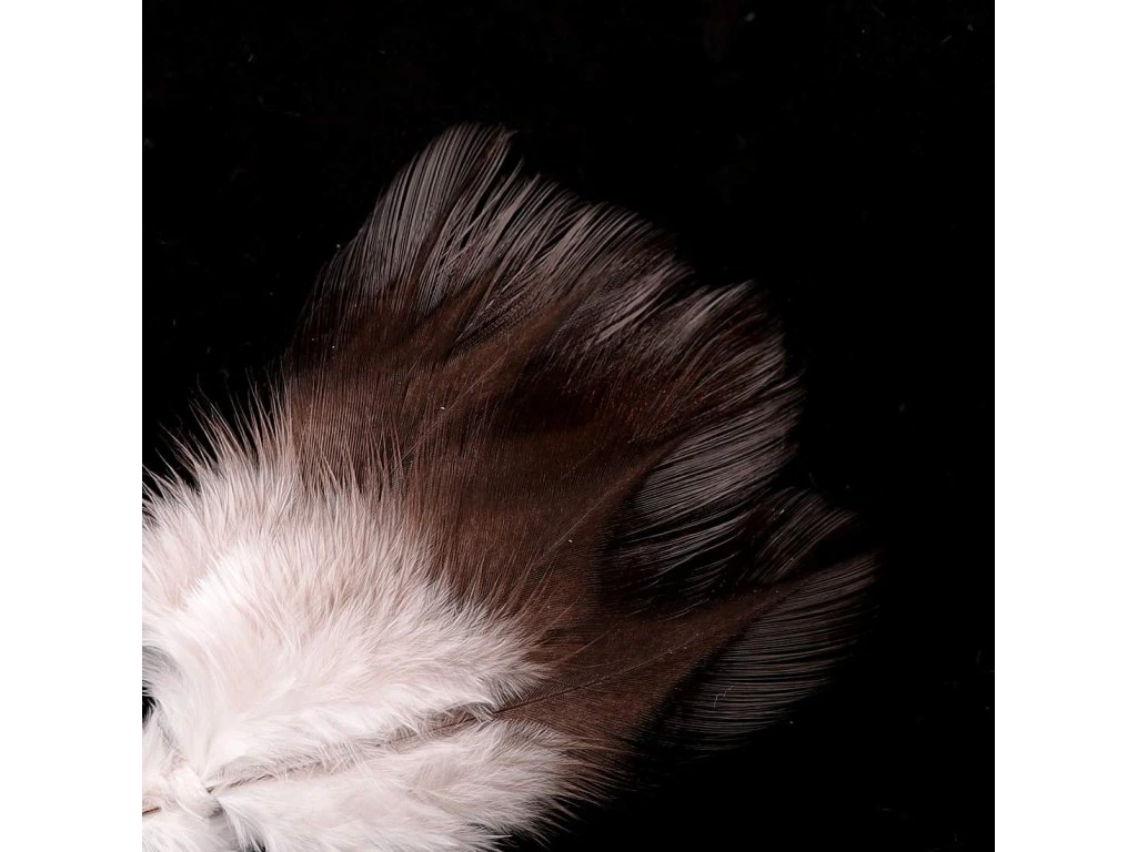 Coq de leon