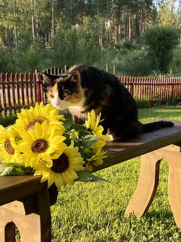 Ljugarbänk