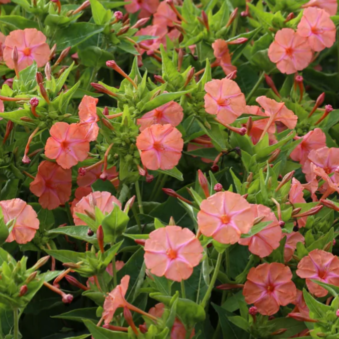 Underblomma - Salmon