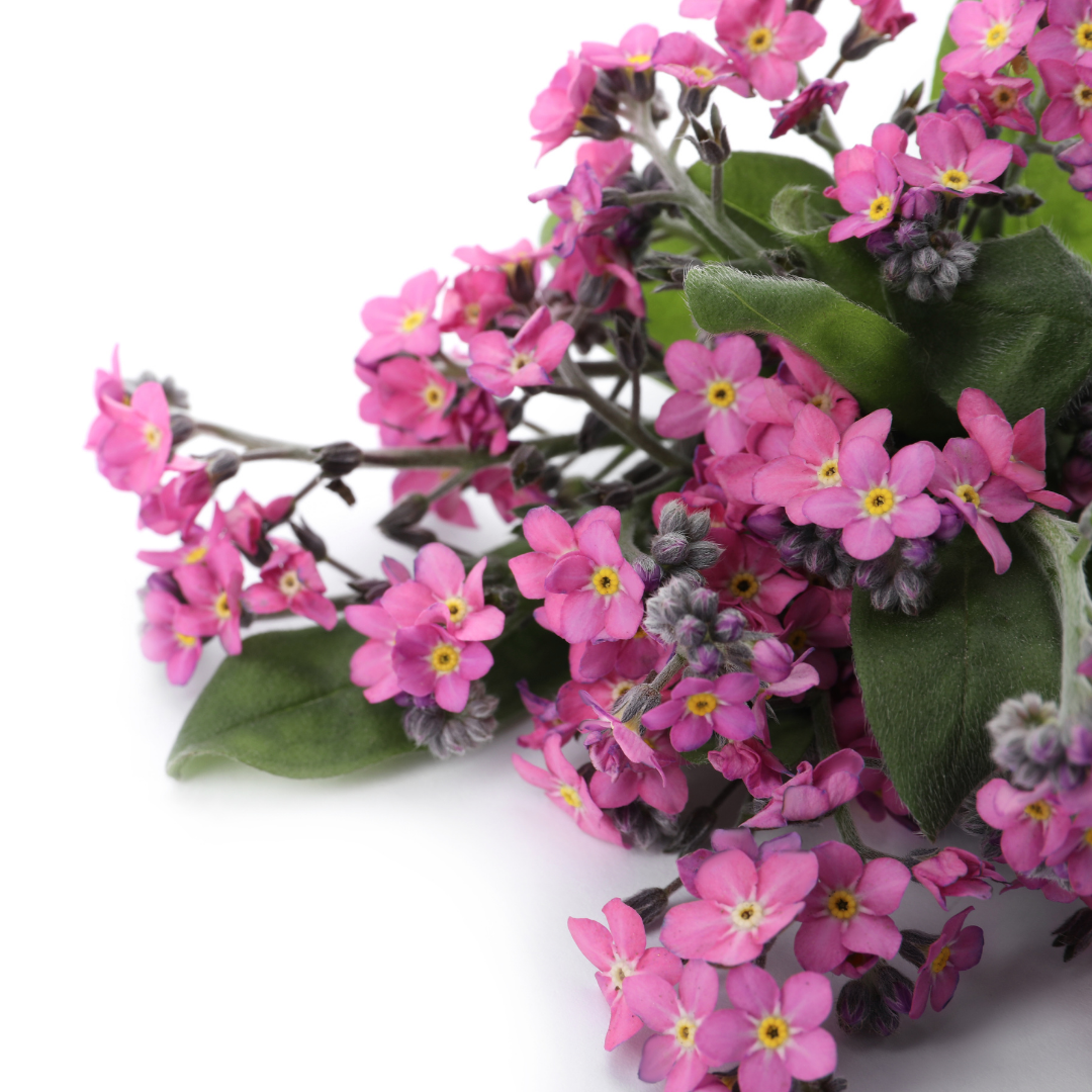 Alpförgätmigej - Rose