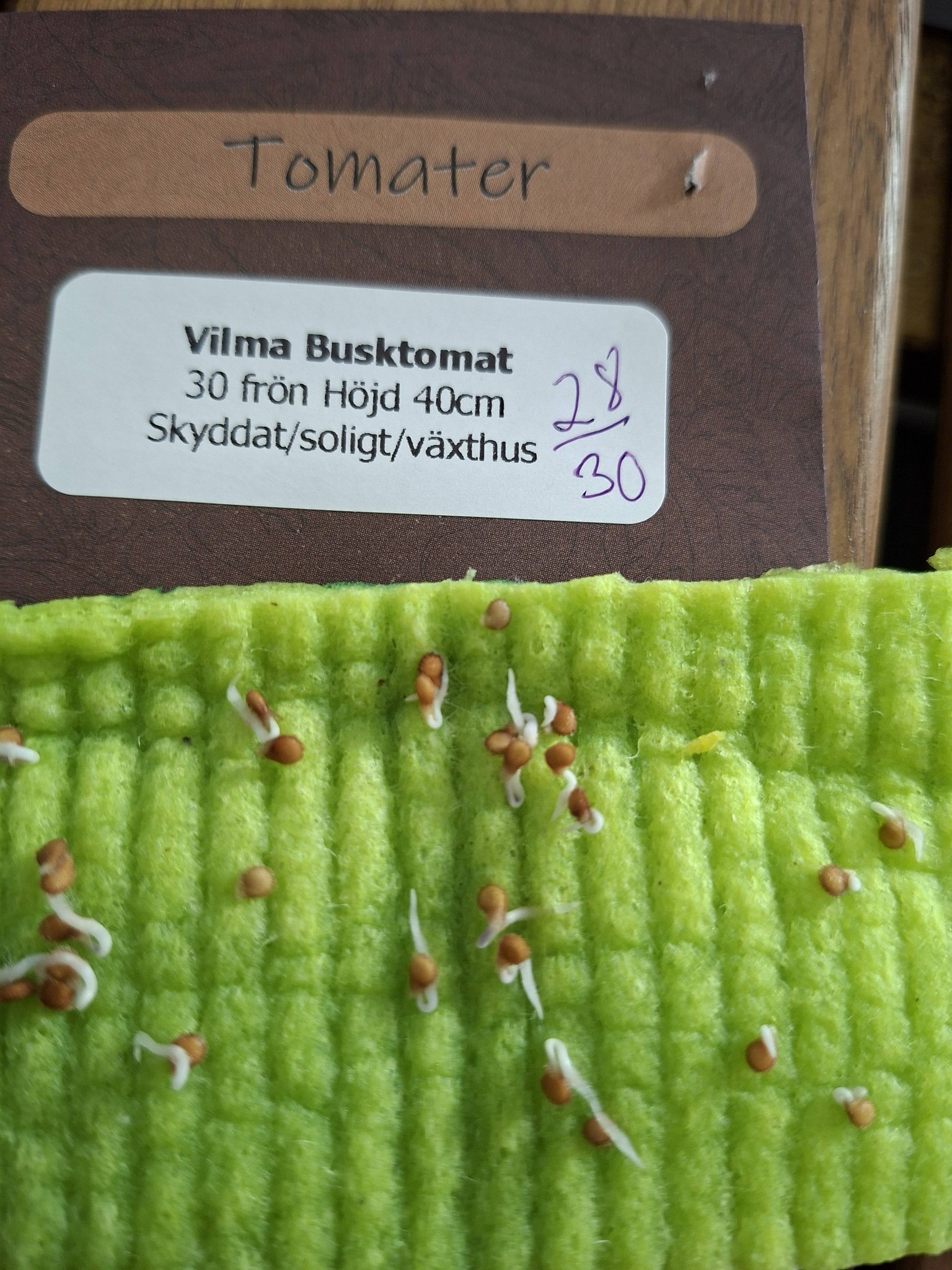Tomat F1  Vilma 30 frön - 3