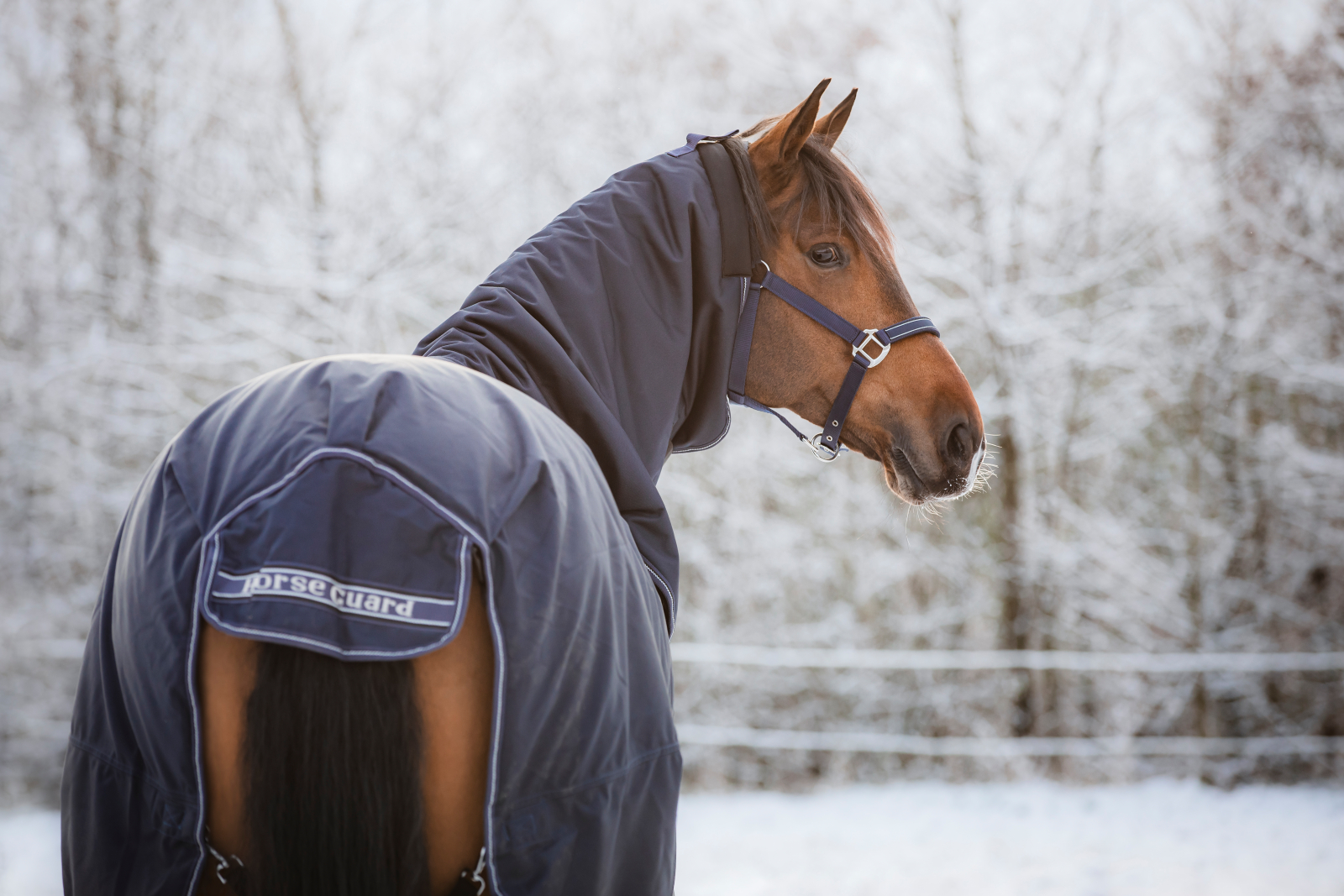 Horse Guard Lynn Combo 400g inkl avtagbar hals 1200d 105-165 cm - 2