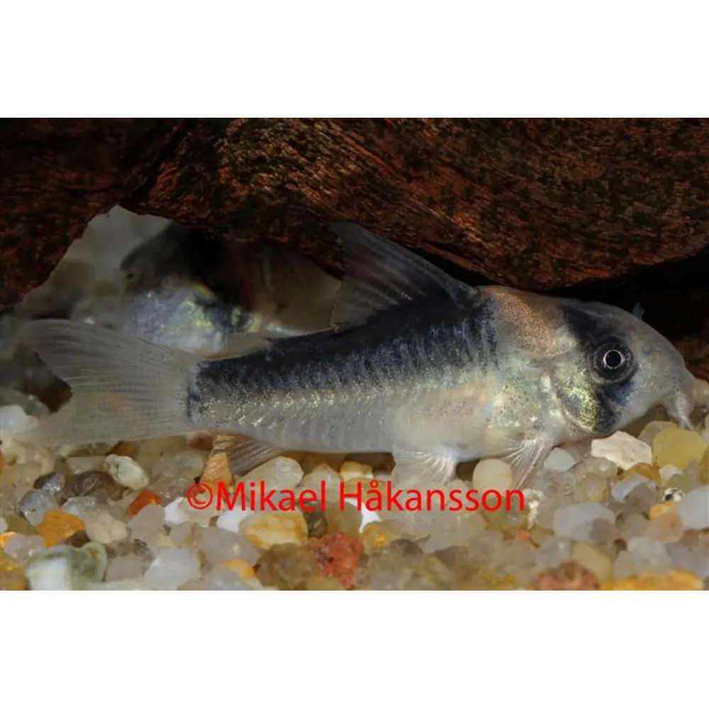 Duplicareus Pansarmal (Hoplisoma duplicareus)