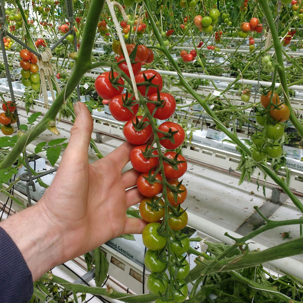 Tomat F1  Profi Frutti Cherry Red  4  frön