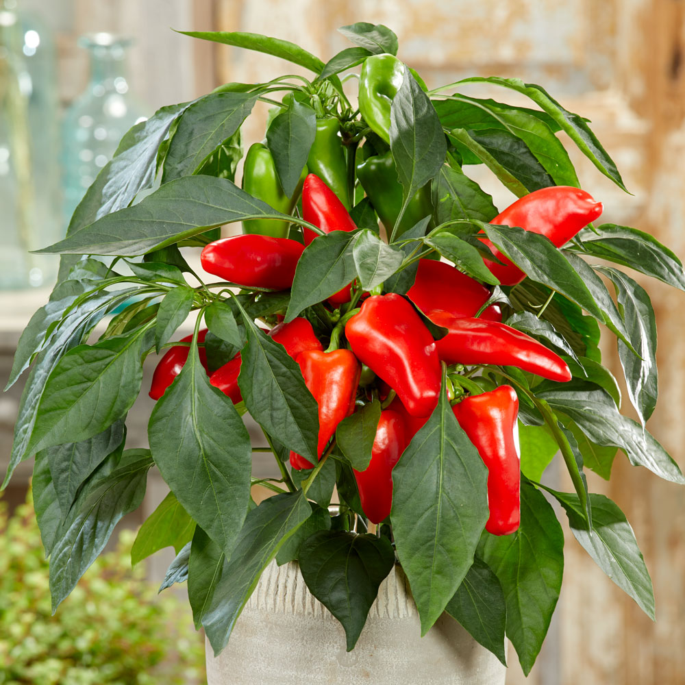 Paprika F1 Pillar Peppers Luna Red  5  frön