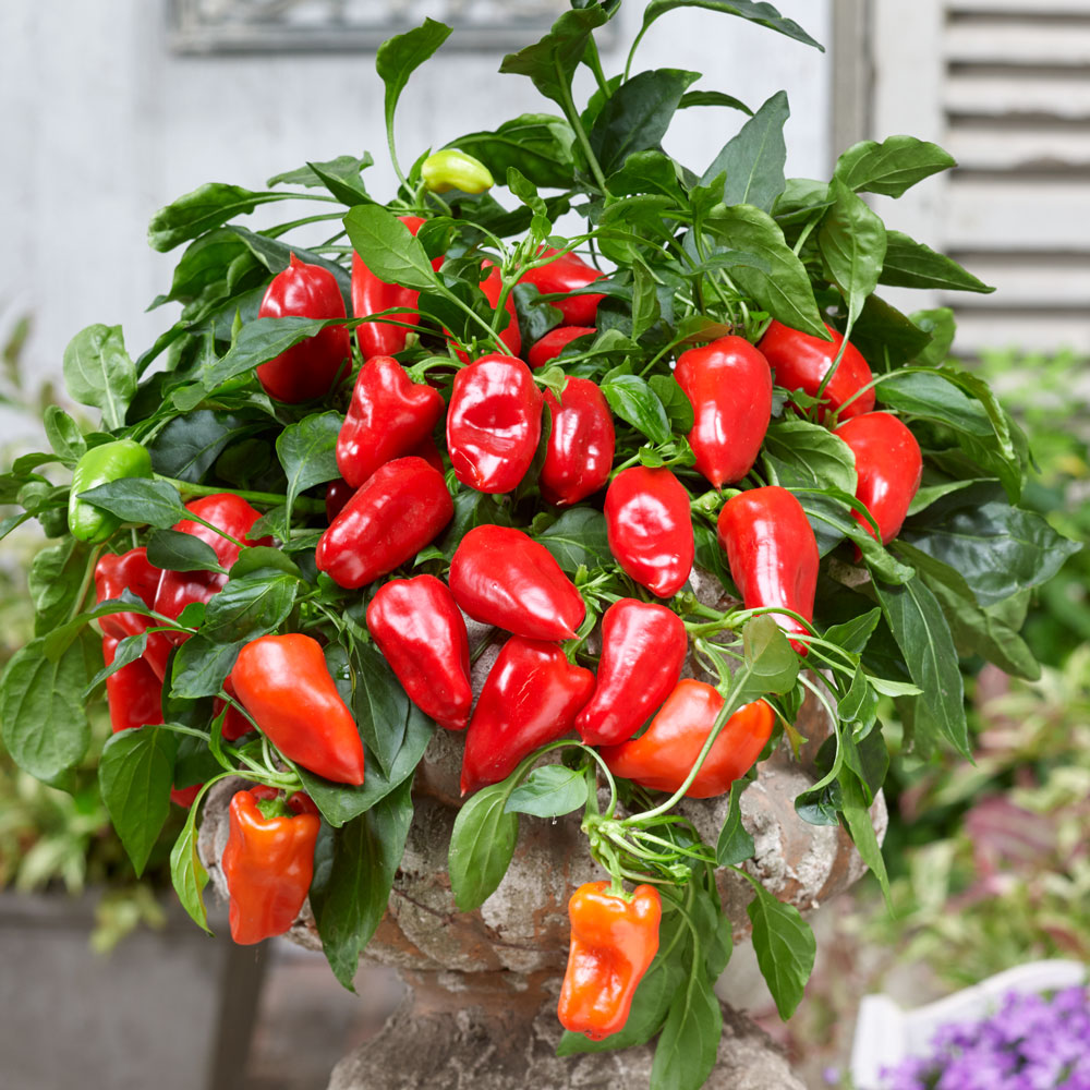 Paprika F1 (hängande) Peppers from Heaven Sweet Red  5  frön
