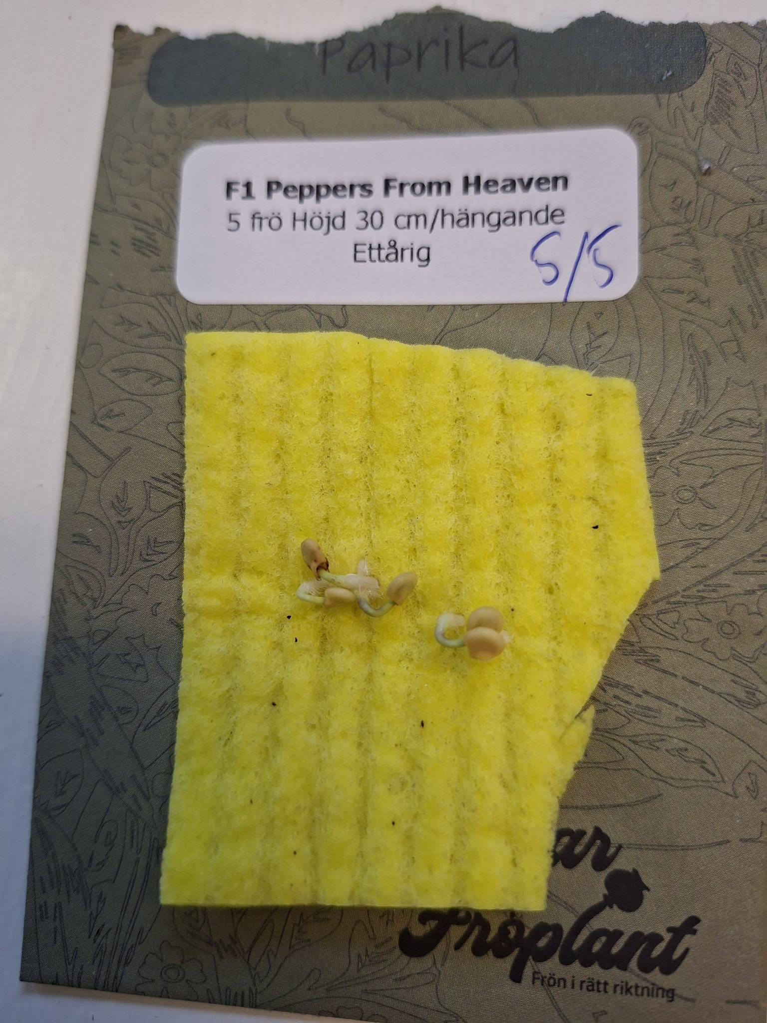 Paprika F1 (hängande) Peppers from Heaven Sweet Red  5  frön - 2
