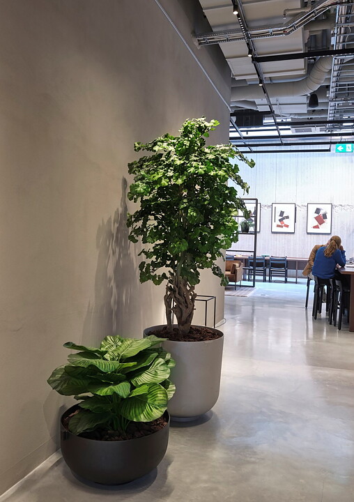 Malabar Gynkgo, planta artificial