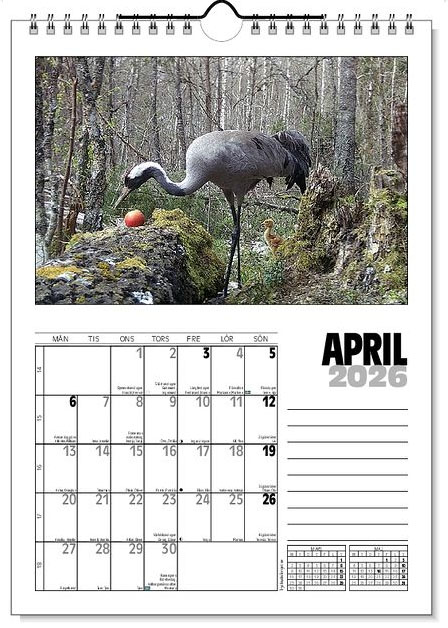 Väggkalender Viltfotografier 2026 - 5