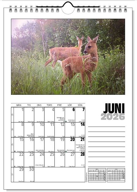 Väggkalender Viltfotografier 2026 - 7