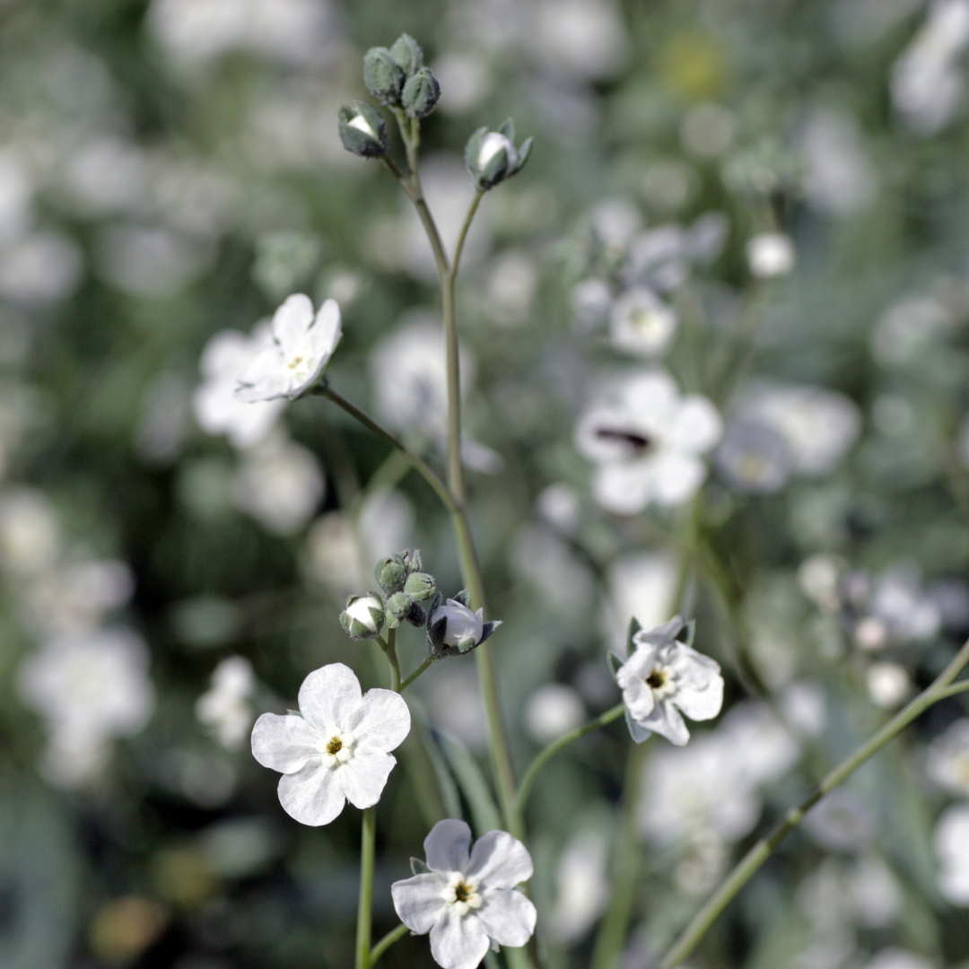 Lammtunga - White Innoncence