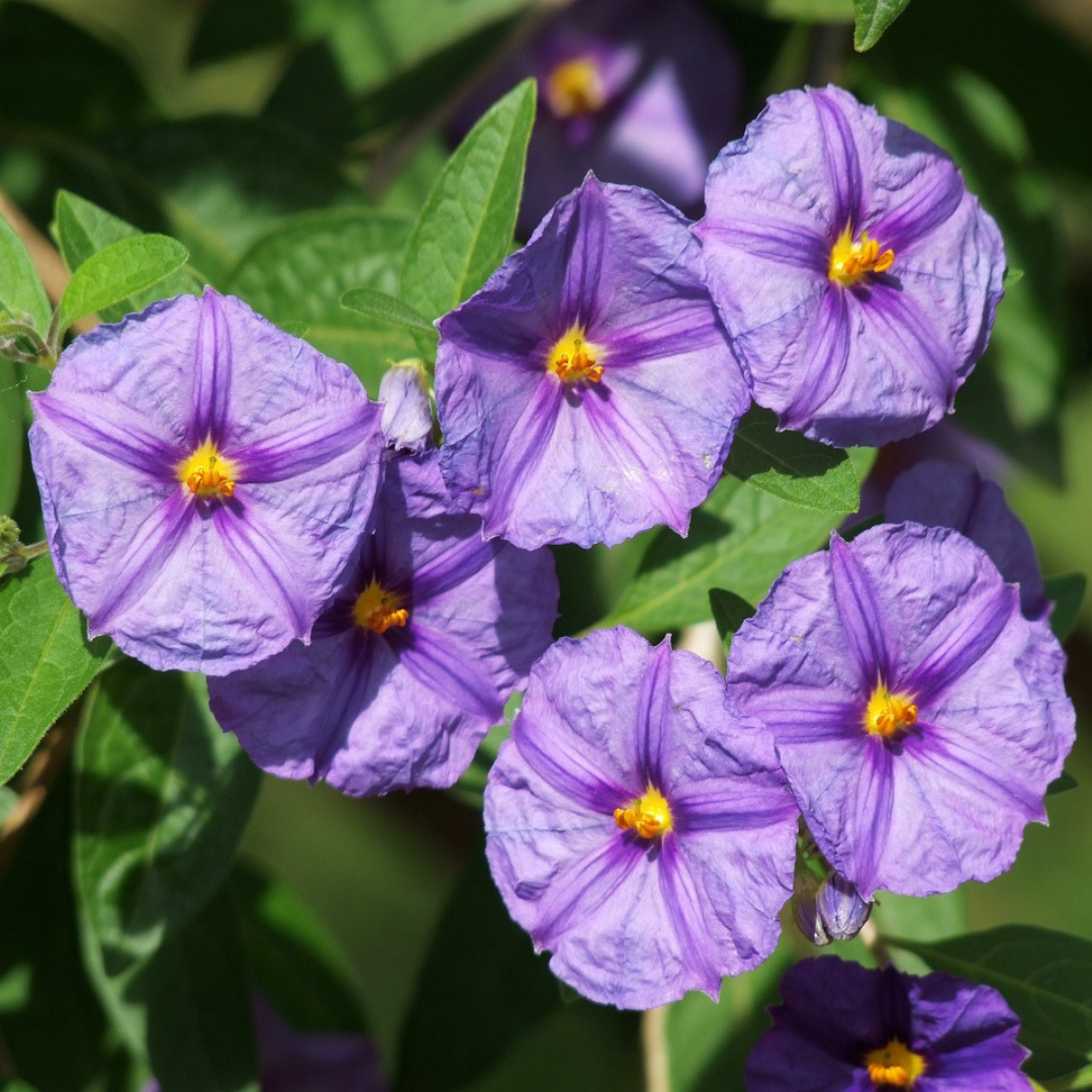 Nierembergia - Purple Robe