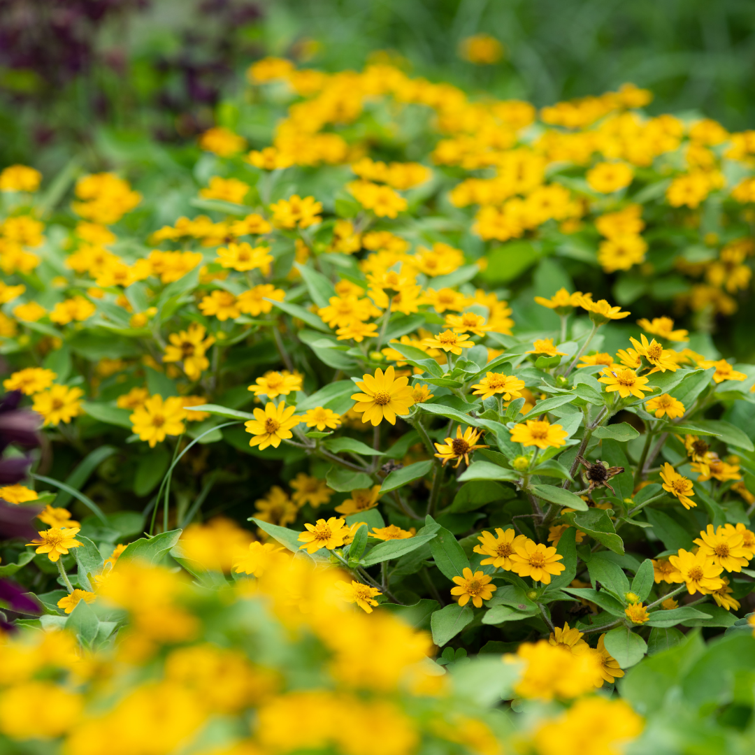 Medaljongblomster - Golden Yellow
