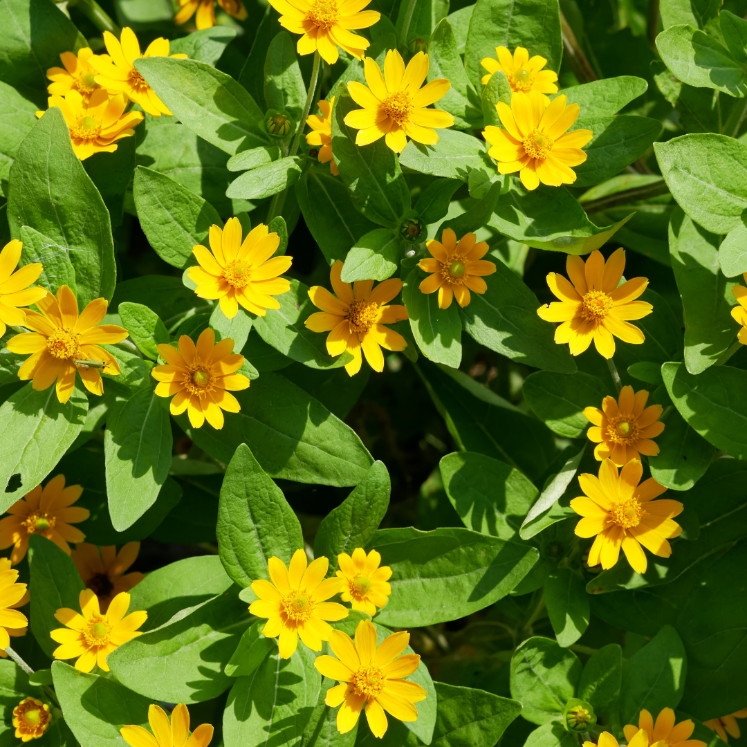 Medaljongblomster - Golden Yellow