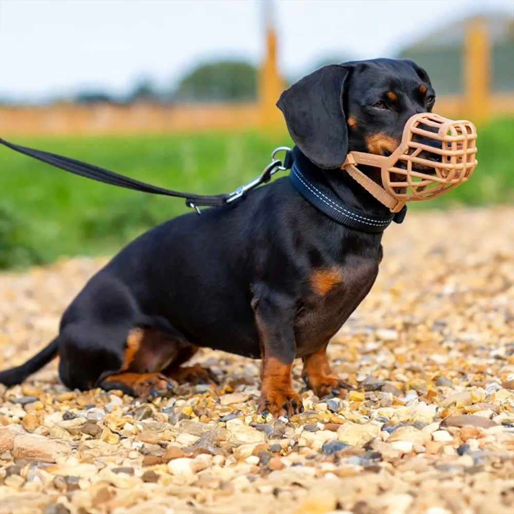 Mouth basket for small dog Dachshund Yorkie Bichon Havanais