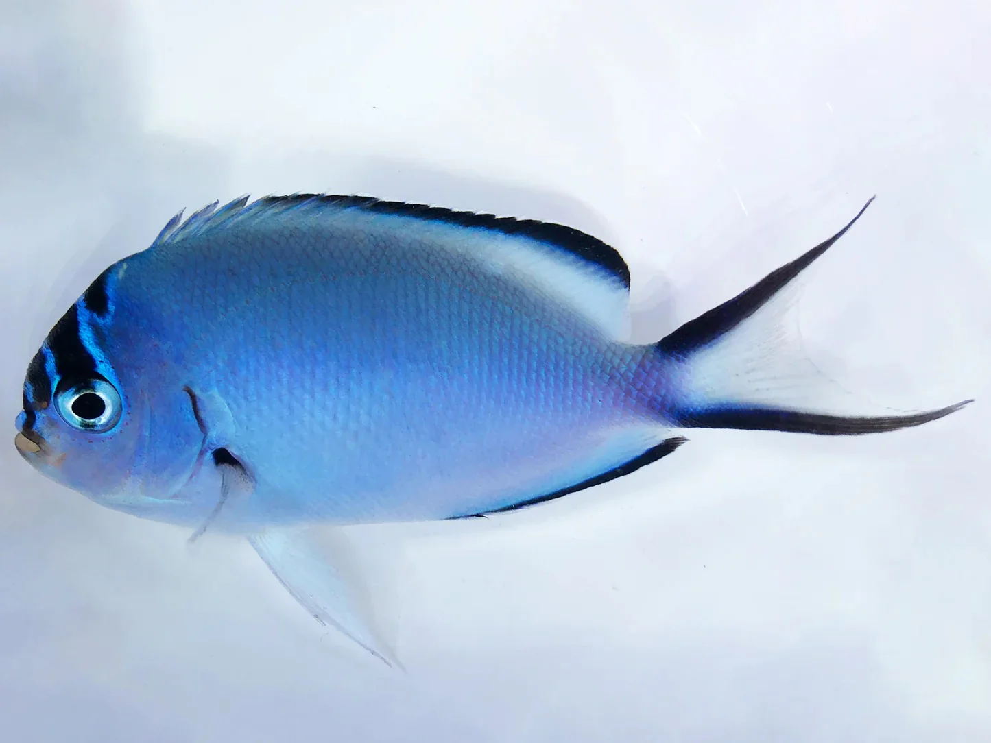 Genicanthus watanabei female